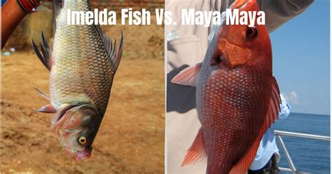 imelda fish.
